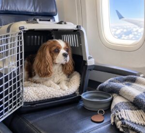 how pets travel in airplane cabins